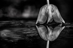 Fine Art Flowers