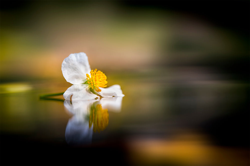 Flowers To Soothe The Soul