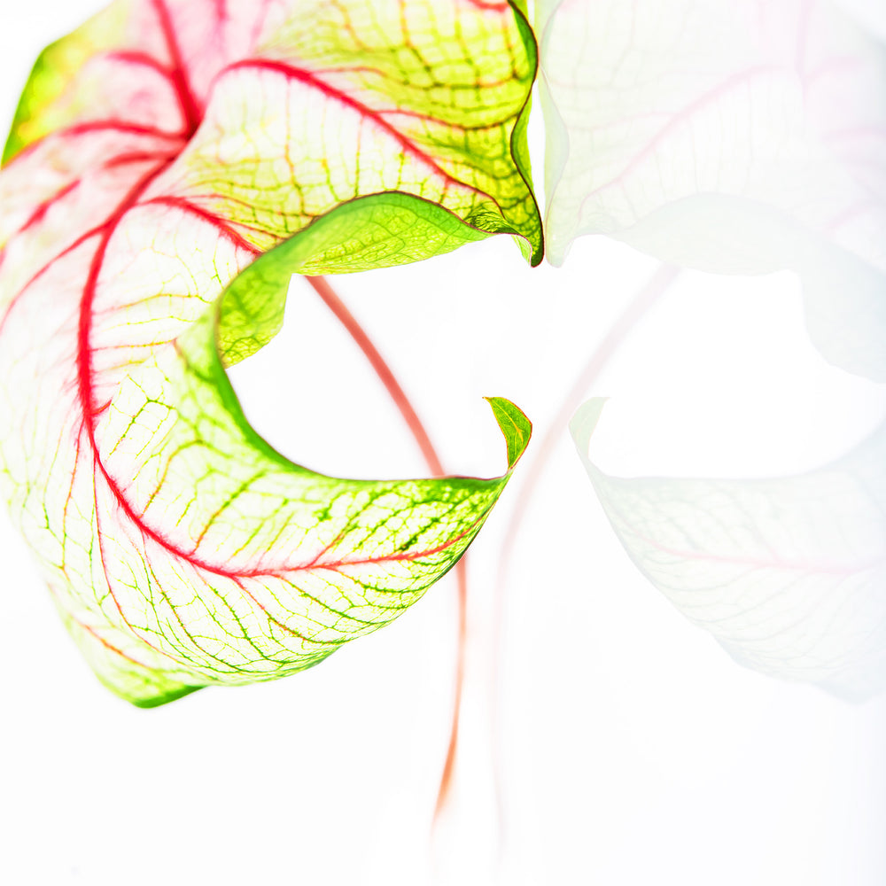 Caladium Leaf Dance