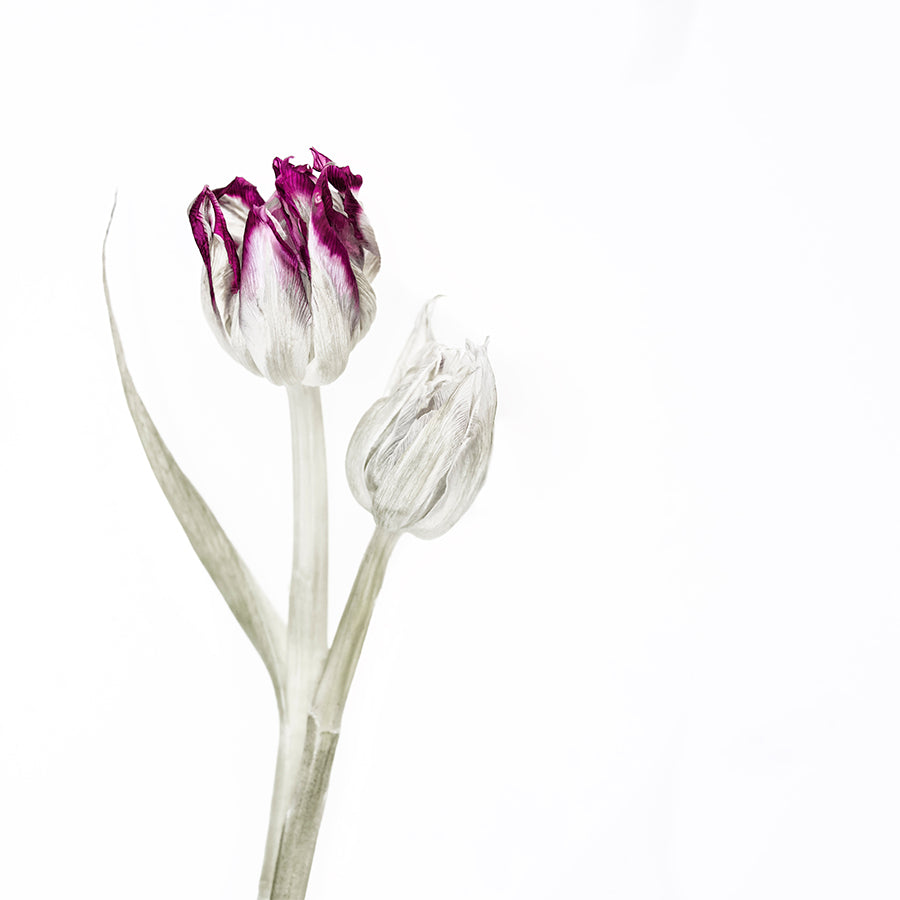 Sketchy Tulips