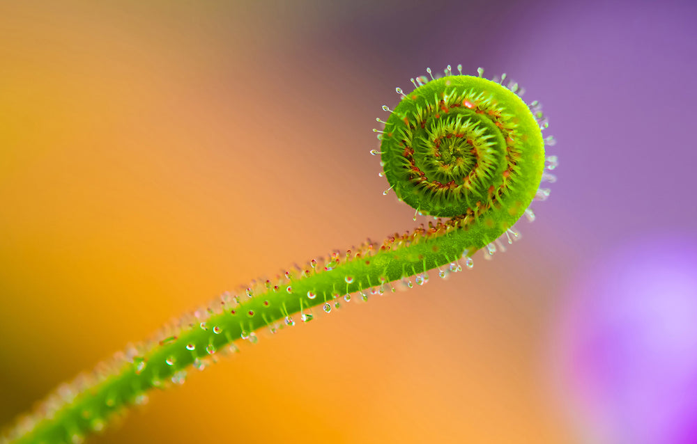 Life Unfolds