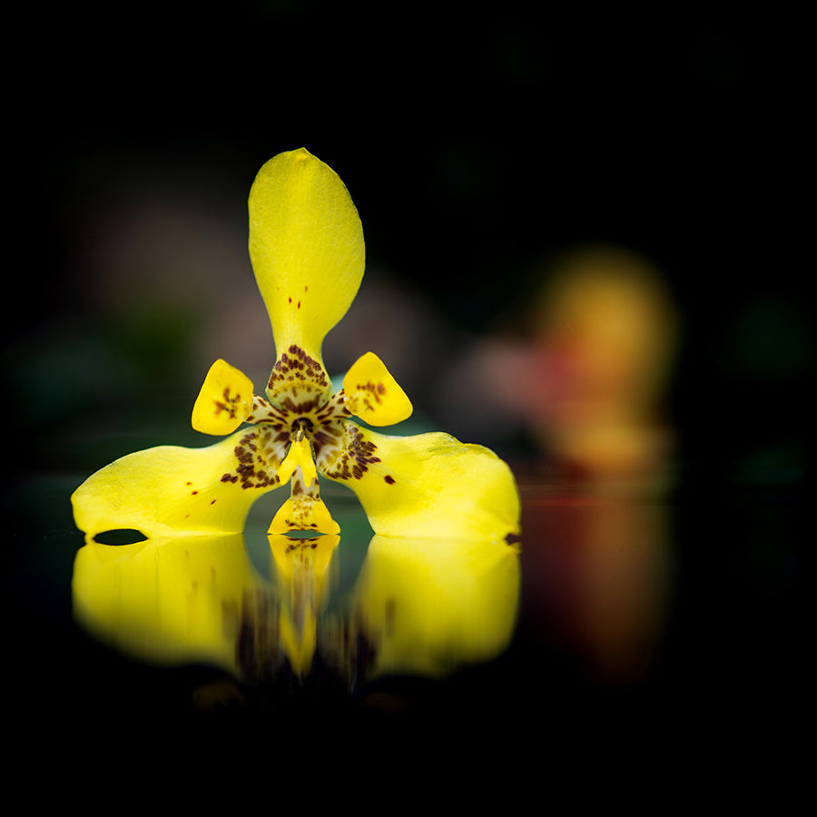 Wild Iris Walking
